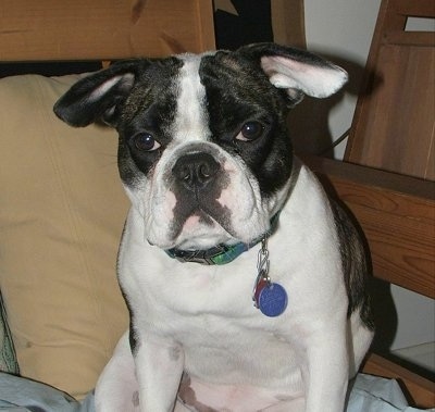 Porter the large-eared black brindle and white English Boston-Bulldog is sitting on a bed looking forward