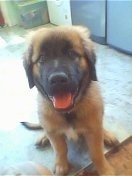 Scobby the Estrela Mountain Dog as a Puppy is sitting in a laundry room and looking up at a camera holder