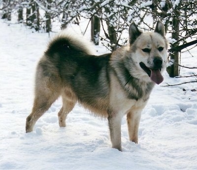 A Greenland Dog is standing in snow and there are trees behind it. Its mouth is open and tongue is out