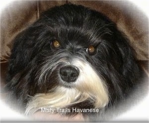 Close Up head shot - A black with white Havanese is laying on a brown couch