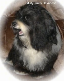 A black with white Havanese head is turned to the left. It is looking forward out the side of its eye. its mouth is open