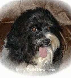 Close Up had shot - A black with white Havanese is sitting in the corner of a couch. Its mouth is open and tongue is out