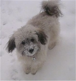 A white with grey Havanese is standing in snow with snow sticking to its mouth.