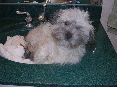 A white with grey Havanese is laying on top of a towel inside of a green sink.