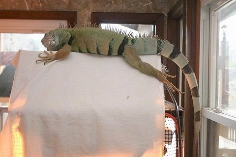 An iguana is laying on top of a tan blanket that is covering its cage.