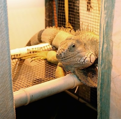 An iguana is laying across a cage looking to the left under a heat lamp.