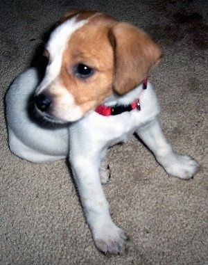 Close Up - A white with tan Jack-A-Bee puppy is sitting on a tan carpet