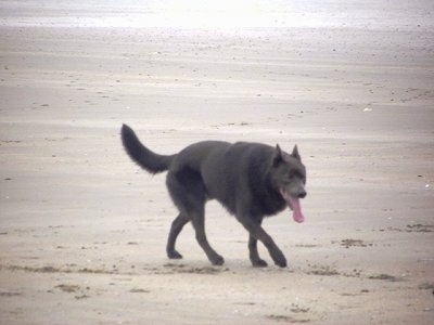 Smoky the Australian Kelpie relaxed walking beachside with its mouth open and tongue out