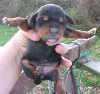 A black and tan Meagle puppy is being held in the air by a persons hand outside. Its paws are stretched out to the sides.