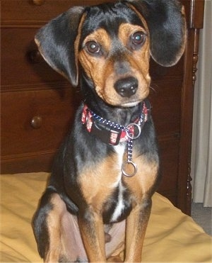 A black and tan with white Meagle dog is sitting on a bed covered in a gold blanket and looking forward. There is a wooden dresser behind it.