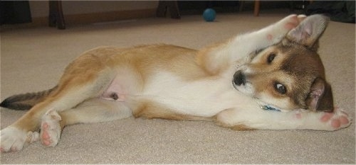 A tan with brown and black Norwegian Lundehund puppy is laying on its side belly-out and putting its paws up around its ears looking playful.