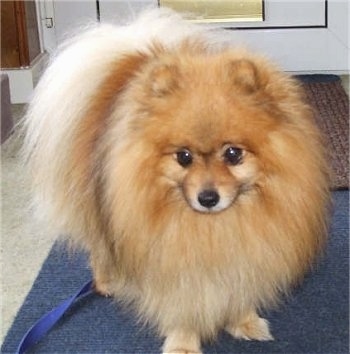 Front view - A tan with white Pomeranian is standing on a blue rug and it is looking forward. There is a door behind it.