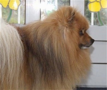 The front right side of a brown with black Pomeranian that is facing a door that has yellow stain glass flowers in the window.