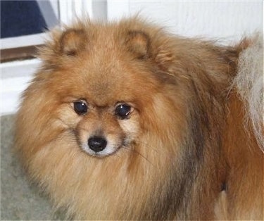 Close up - The front of a brown with black Pomeranian that is standing on a carpet.