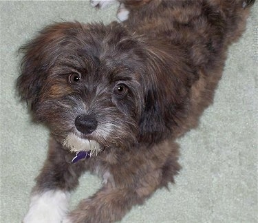 Top down view of a fluffy brown and black with white Papi-poo puppy that is looking up.