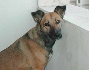A rose-eared, short-haired, tan with black Pariah Dog is sitting in front of a small concrete wall and is turned to look at the camera.