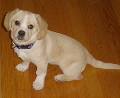 Side view - A tan puppy is sitting on a hardwood floor and it is looking up towards the camera.
