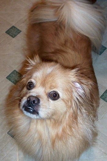 A longhaired tan with white Peek-A-Pom dog is standing on a tan and green tiled floor looking up and to the left.