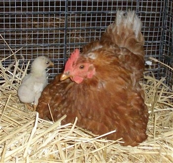 Close up - A brown with white and red Banty Rooster is standing in a nest and next to it is a little light yellow colored chick. The Rooster is looking to the left and the chick is looking to the right.