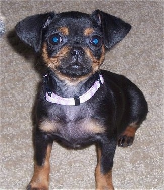 Close up front view - A black and tan Peke-A-Pin puppy is sitting on a carpet and it is looking up.