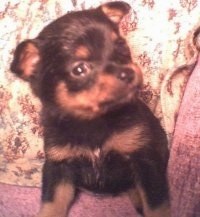 A black with tan Pomeranian is sitting next to the arm of a couch and it is looking up and to the right.