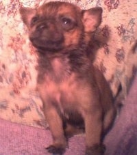 A tan Pomeranian is sitting on a couch with a pillow behind it and it is looking up and to the left.