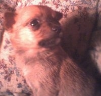 A tan Pomeranian is laying against a couch pillow and it is looking up and to the right.