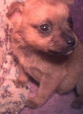 A tan with black Pomeranian is standing on a red couch and against a pillow and it is looking to the right.