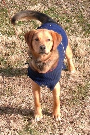 Front view - A tan with black Polish Hound is standing on patchy brown grass and it is looking up. It is wearing a blue sweater.