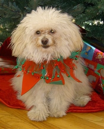 A long-haired, furry, tan Pomapoo is wearing a red and green elf ring around its neck sitting under a Christmas tree next to a present and it is looking forward.