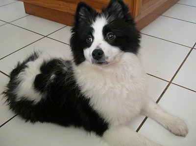 Side view - A black and white parti-colored Pomeranian puppy is laying on a tiled floor and it is lifting up its head. It is looking to the left.