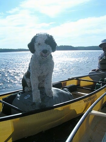 A curly coated, white with black Portuguese Water Dog is sitting on a canoe that is on water and it is looking forward. Its mouth is open and it looks like it is smiling.