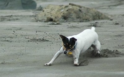 Front side view action shot - A white with black and tan Rat Terrier is sliding across beach sand and it is looking to the right.
