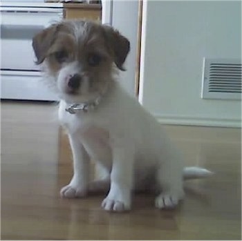 View from the front - A white with tan Ratshi Terrier dog is sitting on a hardwood floor in a kitchen.