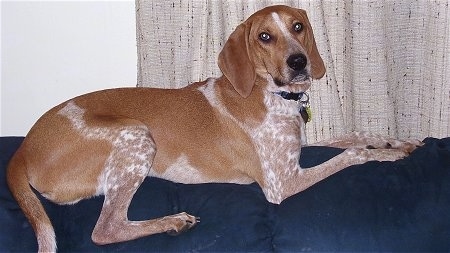 Cody the tan and white ticked English Coonhound is laying on the back of a couch and in front of a window