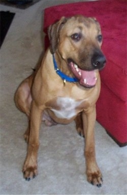 Front view - A tan with white Rhodesian Ridgeback dog is wearing a blue collar sitting on a tan carpet next to a red ottoman looking to the right. Its mouth is open and it looks like it is smiling.