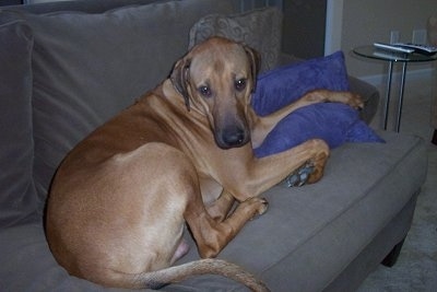 The back right side of a Rhodesian Ridgeback that is laying on a brown couch with its paw on a blue pillow looking forward.