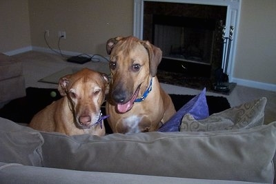 Two Rhodesian Ridgebacks are sitting on a brown couch backwards and they are looking forward.