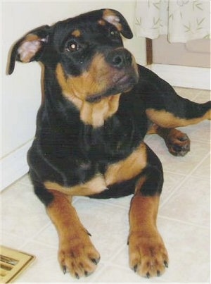 Husky Rottweiler Cross