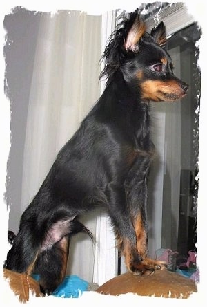 A black with tan long coat Russian Toy Terrier has its front paws up on the arm of a couch and it is looking out the window.