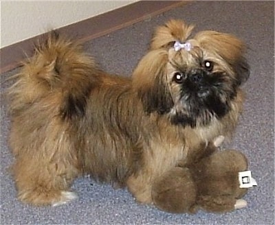 The right side of a thick coated brown and black Shinese puppy that has a pink ribbon in its hair, it is looking forward, its head is slightly tilted to the left and there is a plush teddy bear in front of it.