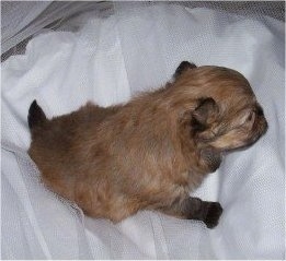 Top down view of a brown and black newborn Shiranian puppy that is sitting on a blanket and it is facing the right.