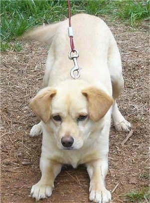 A tan Shocker is play bowing in a patch of brown grass, its tail is wagging, it is looking down and forward. Its body is tan with a darker tan color on its ears.