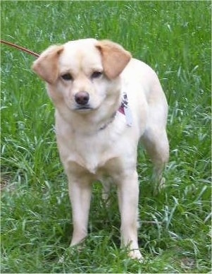 Frront view - A tan Shocker dog is standing in grass and it is looking forward. It has small fold over ears, a brown nose that has a black border and dark almond-shaped eyes.