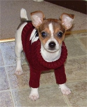 Front view - A white with tan and black Taco Terrier puppy is standing on a tan tiled floor and looking forward. It is wearing a burgundy with black and white sweater.