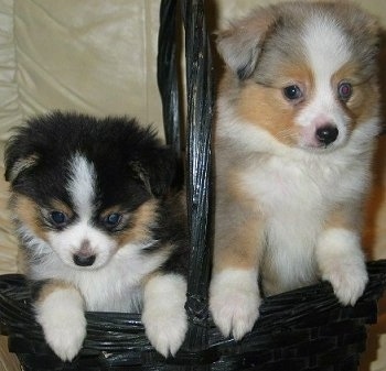 australia shepherd puppies