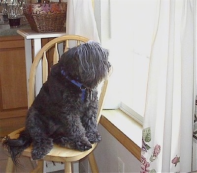 The front right side of a silver-gray Tibetan Terrier that is sitting in a wooden chair and it is looking out of a sunny window that is to the right of it.