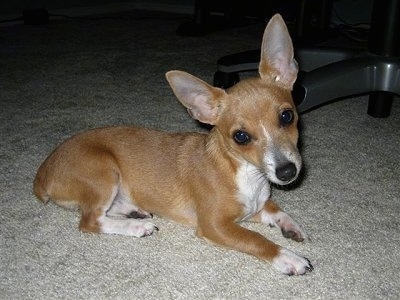 Side view - A blue fawn Toy Rat Terrier is laying across a carpet and its head is tilted to the left. It has large perk ears and a long skinny snout. Its body looks long compared to its short legs.