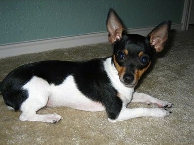 Side view - A tri color Toy Rat Terrier dog is laying across a tan carpeted floor looking forward. Its head is tilted to the right. It has perk ears and its body looks long compared to its short legs.