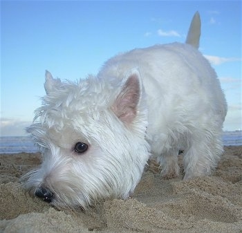 A Westie dog is sniffing across the sand at a beach with the ocean water behind it.